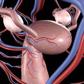 A picture of a uterus. A picture of a uterus.