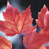 Soins de santé au Canada Soins de santé au Canada