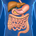 Une grande partie de l'estomac est remplacée par une petite poche gastrique directement reliée à l'intestin grêle. Une grande partie de l'estomac est remplacée par une petite poche gastrique directement reliée à l'intestin grêle.
