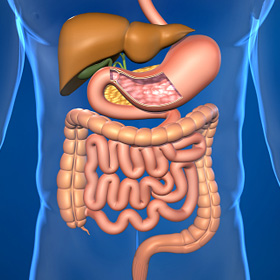 Une grande partie de l'estomac est remplacée par une petite poche gastrique directement reliée à l'intestin grêle. Une grande partie de l'estomac est remplacée par une petite poche gastrique directement reliée à l'intestin grêle.